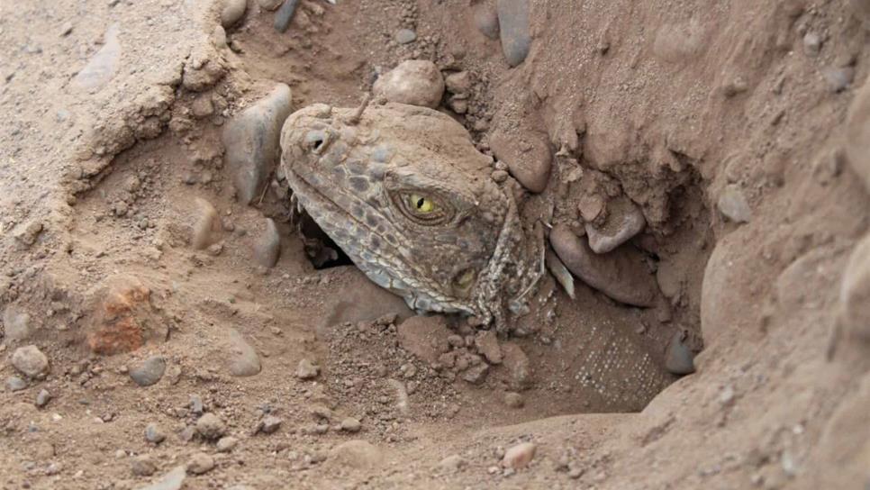 En riesgo iguanas del Parque de las Riberas por obra de ciclo vía