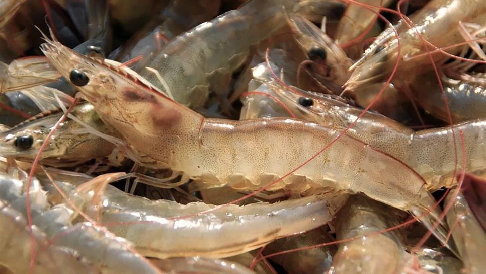 Encarecimiento de insumos provoca caída de los precios del camarón