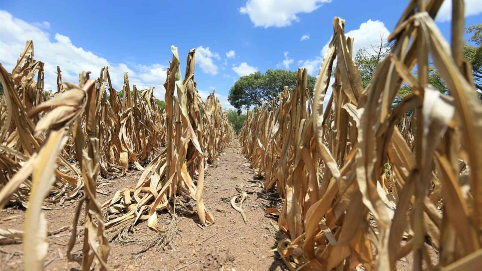 Se registra robo de maíz en cultivos en pie