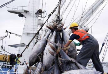 Pesquería de atún avanza a nivel mundial