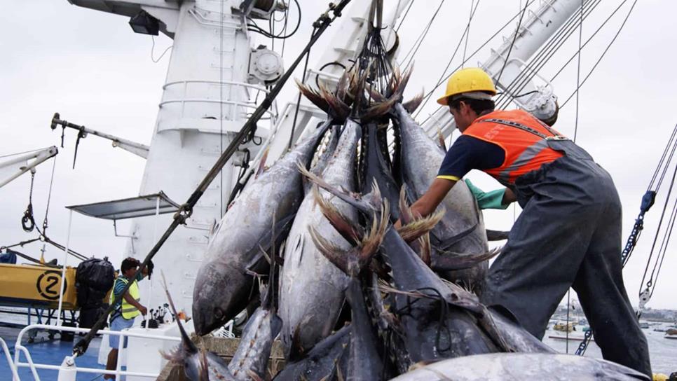 Pesquería de atún avanza a nivel mundial