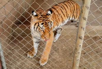 Catean casa en El Pozo y hallan un tigre de Bengala