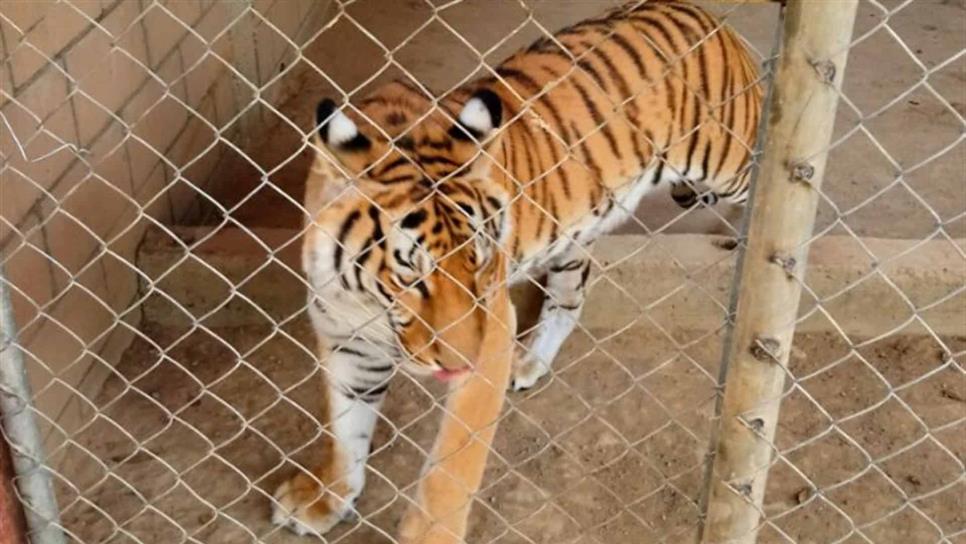 Catean casa en El Pozo y hallan un tigre de Bengala