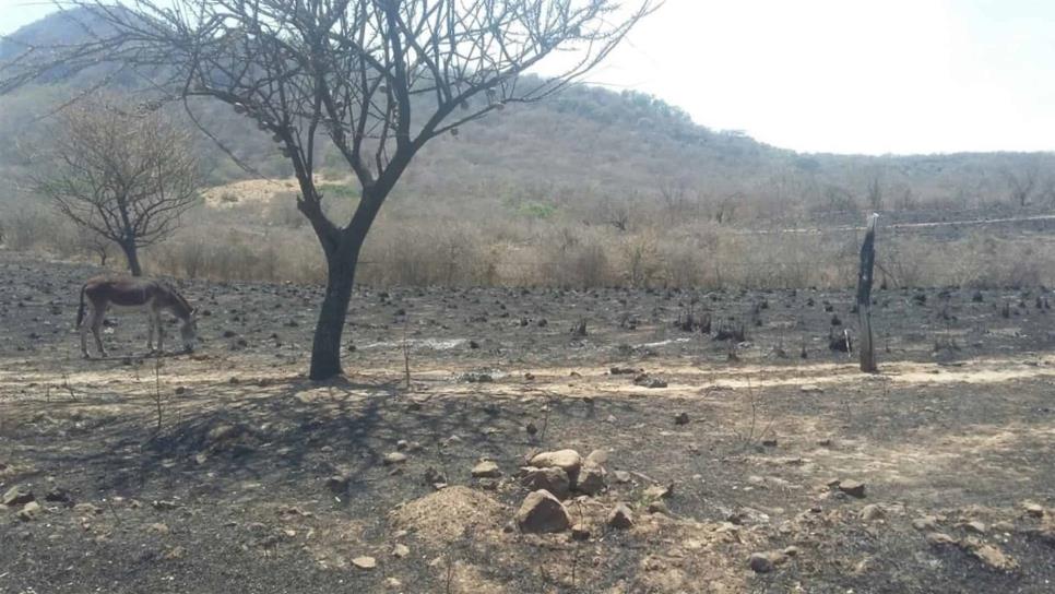 Contemplan productores de Sinaloa solicitar declaratoria de emergencia por sequía