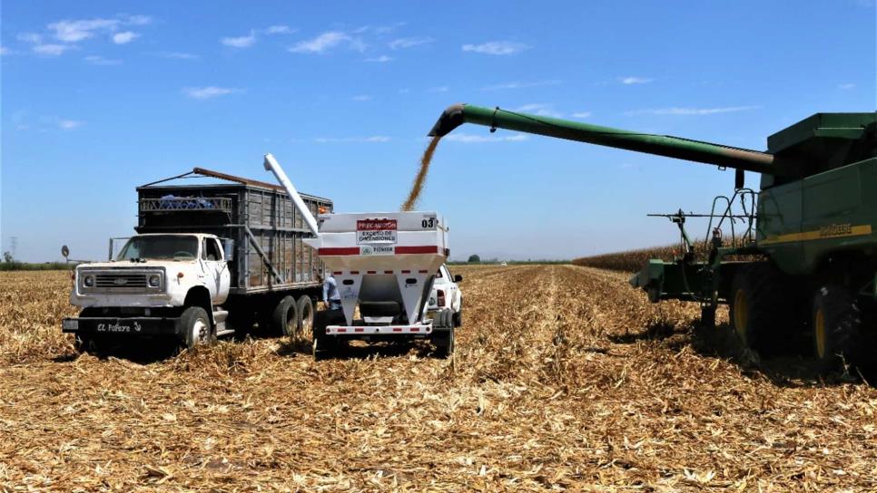 VyT exhorta a productores a solicitar permisos para traslados de maíz