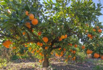 Naranjas con más color tienen más antioxidantes