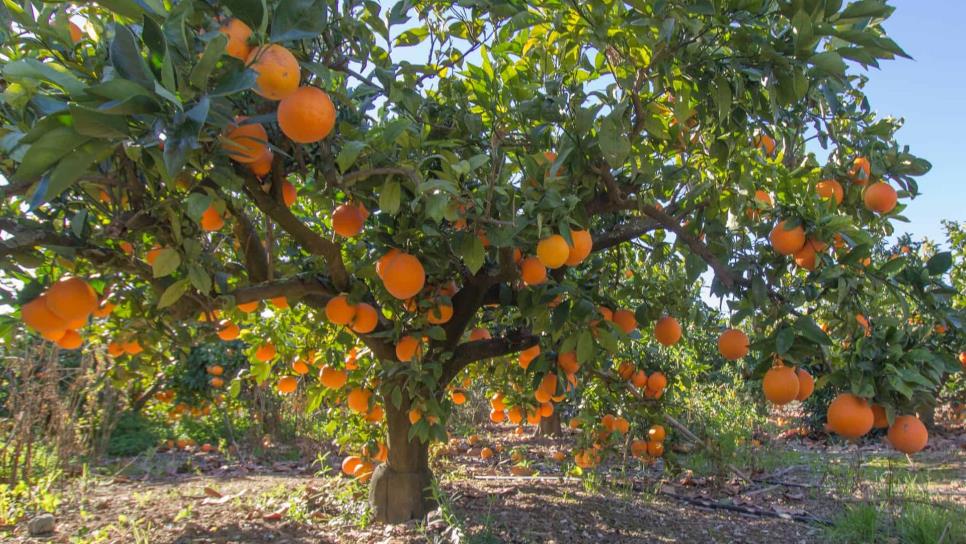 Naranjas con más color tienen más antioxidantes