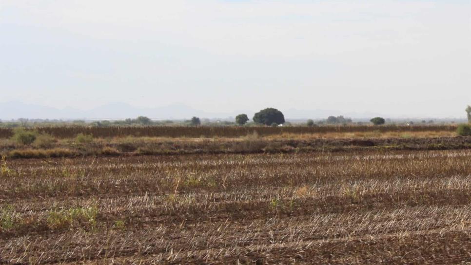 En riesgo la agricultura de Sinaloa por sequía: CAADES