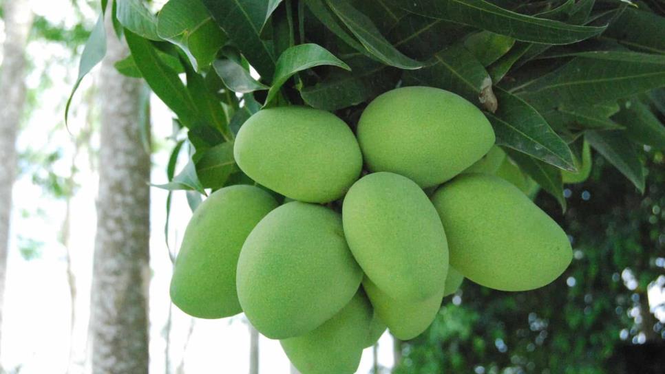 Caerá 50% producción de mango en Sur de Sinaloa