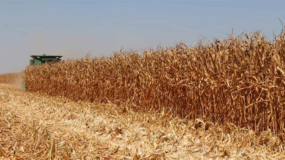 Se generalizan cosechas de maíz con rendimientos de 15 t por hectárea