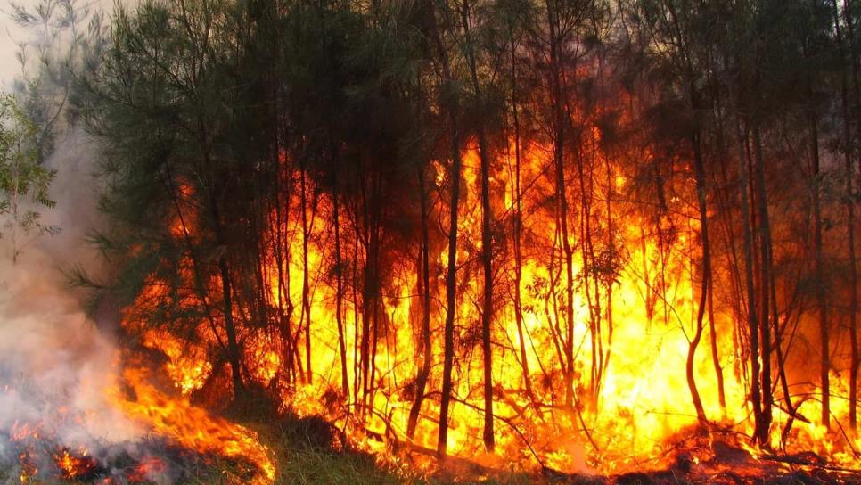 Advierten sobre posibles incendios forestales por onda de calor