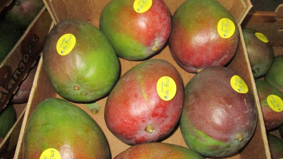 Incrementa demanda de mango Sinaloense a Estados Unidos