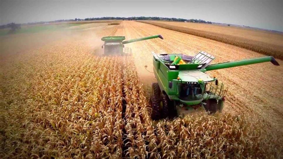 Alcanza cosecha de maíz rendimientos de 12 toneladas