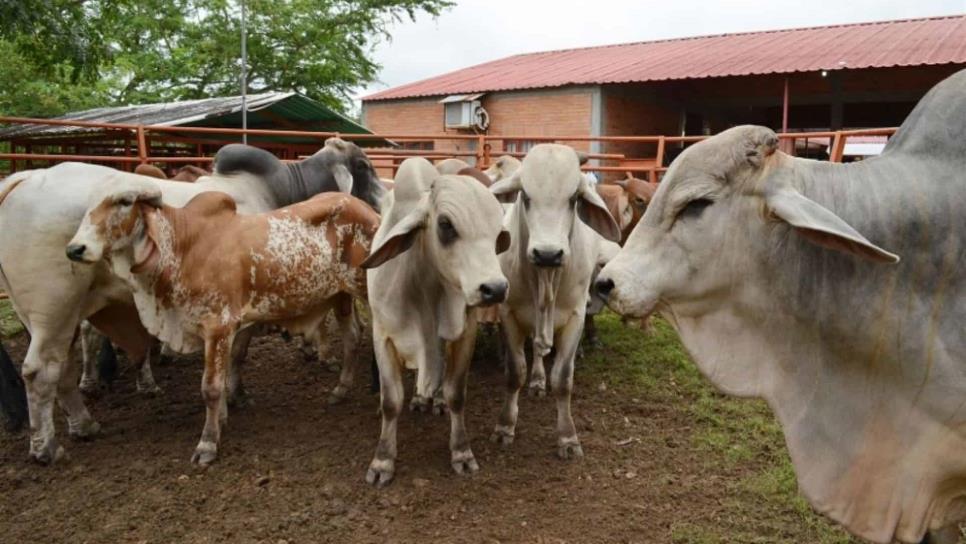 Iniciarán programa para detectar brucelosis en el ganado