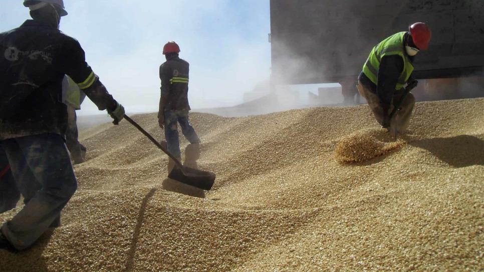 Un millón de toneladas de maíz exportadas por Topolobampo en 2019