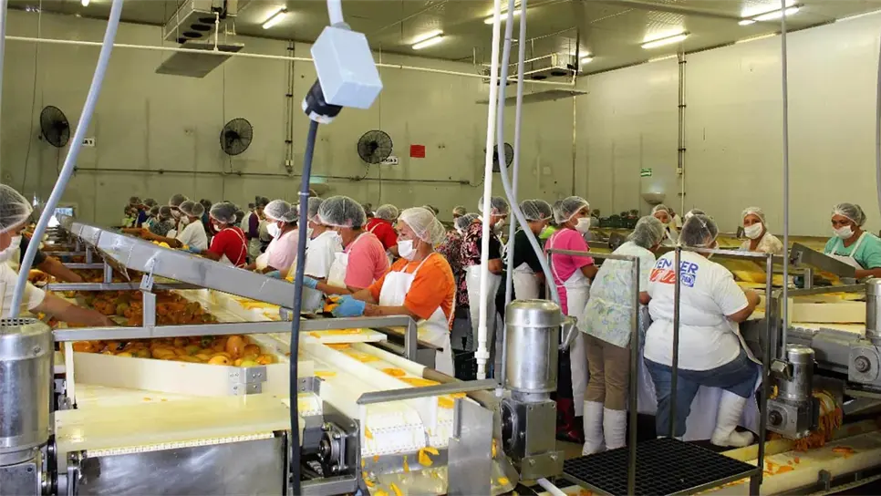 Apuestan a energía renovable en el Clúster de Mango del Sur del Estado