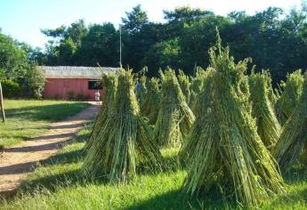 Promoverán cultivar ajonjolí en tierras de temporal