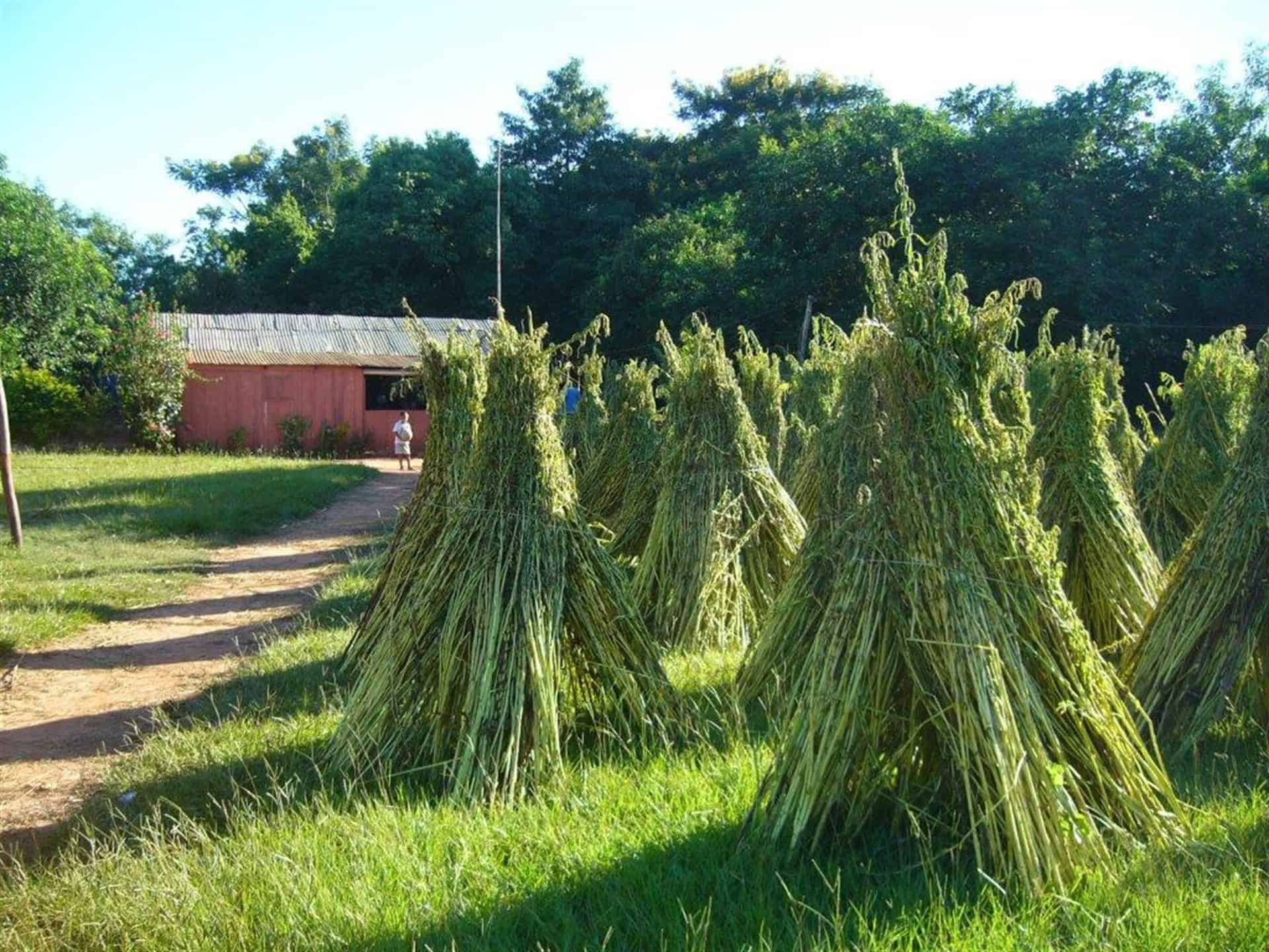 Promoverán cultivar ajonjolí en tierras de temporal