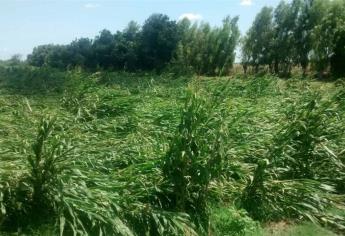 Daña Bud cultivos de maíz en Sinaloa