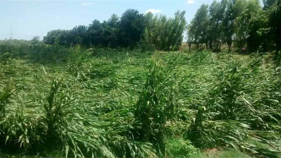 Daños en cultivos de maíz.