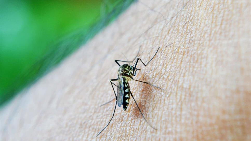 Prolifera plaga de moscos en Los Mochis