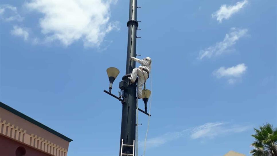 Abejas atacan a tres empleado en la Plaza Campanario