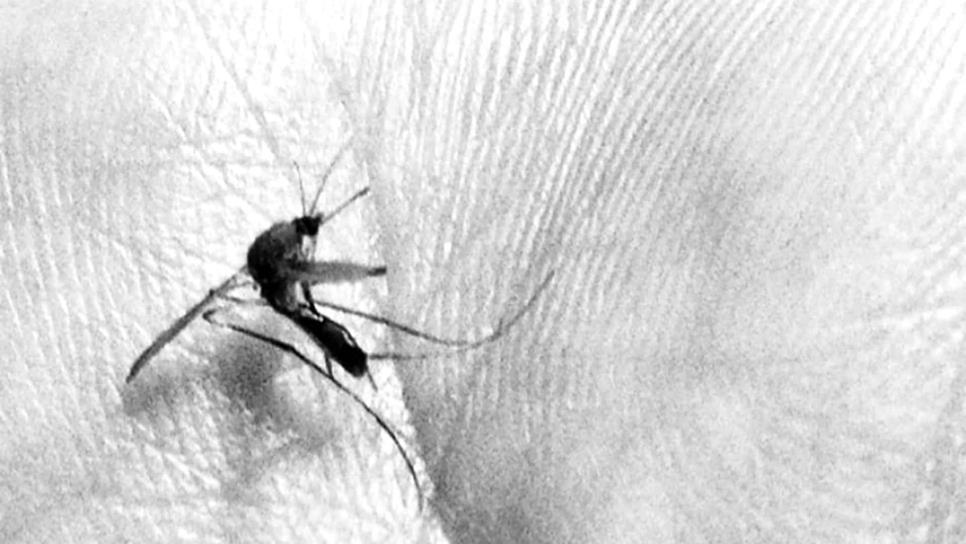 Hay 22 mil 992 casos confirmados de dengue en el país