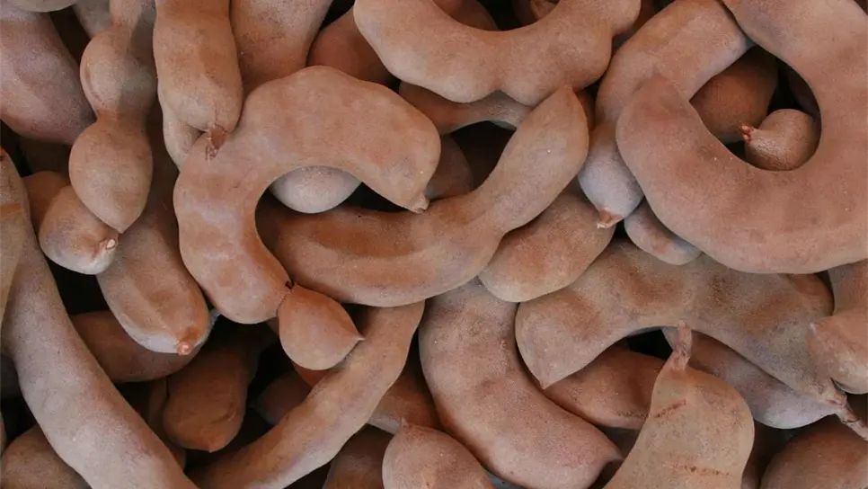 Sagarpa apoya combate de plagas que afectan producción de tamarindo