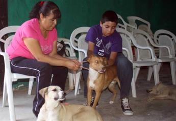 Denuncian falta de material para esterilización de mascotas