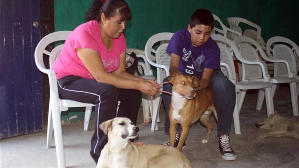 Denuncian falta de material para esterilización de mascotas