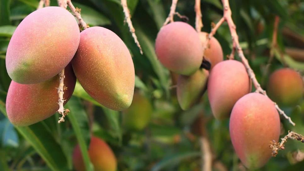 Inicia cosecha de mango y robo de fruta