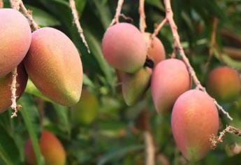 Al 90% cosecha de mango en el norte de Sinaloa