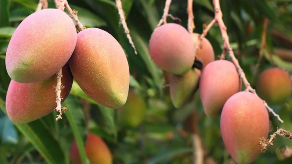 Al 90% cosecha de mango en el norte de Sinaloa