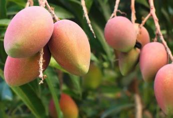 Inicia temporada de mango; productores piden seguridad