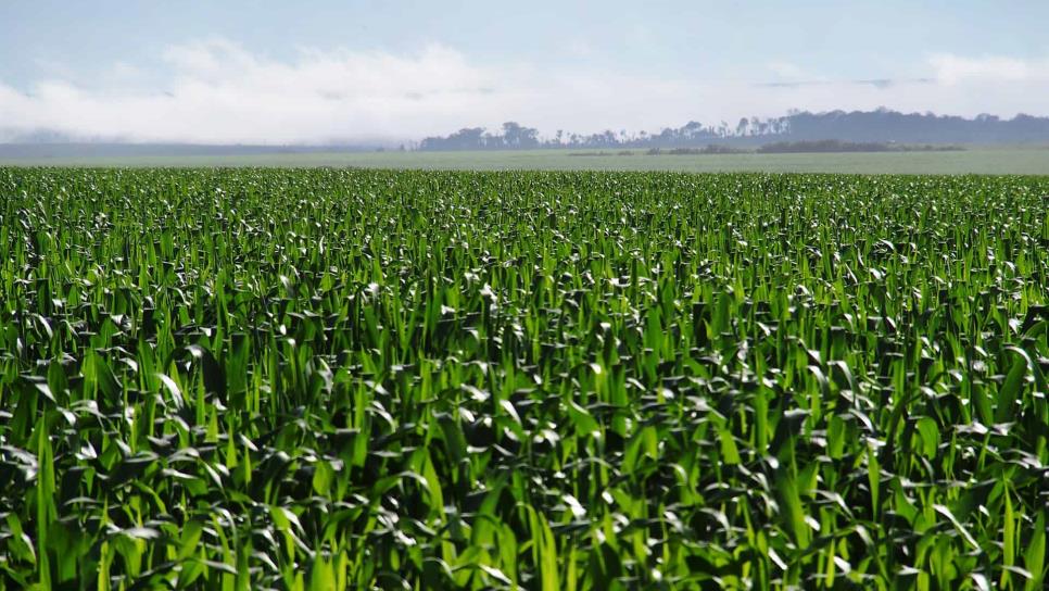 Por concluir trilla de maíz en Sinaloa