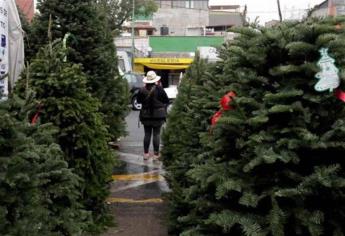 Proyecta Conafor reforestar zona serrana con pino navideño