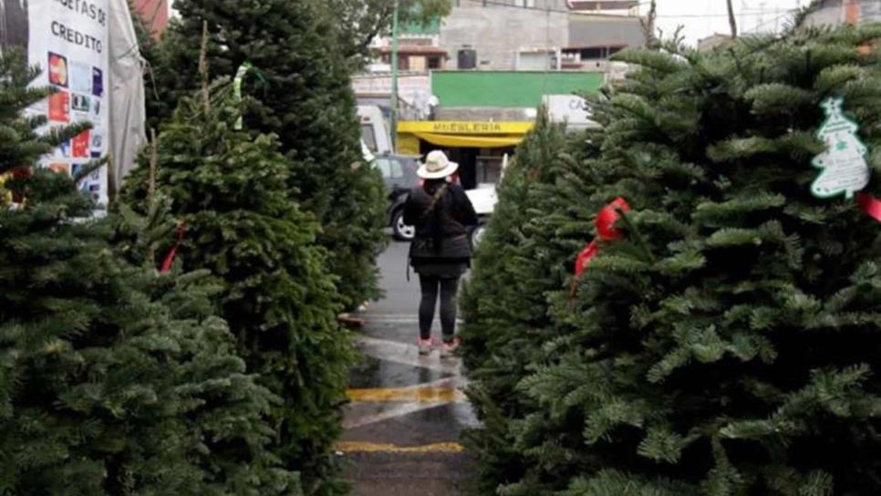 Proyecta Conafor reforestar zona serrana con pino navideño