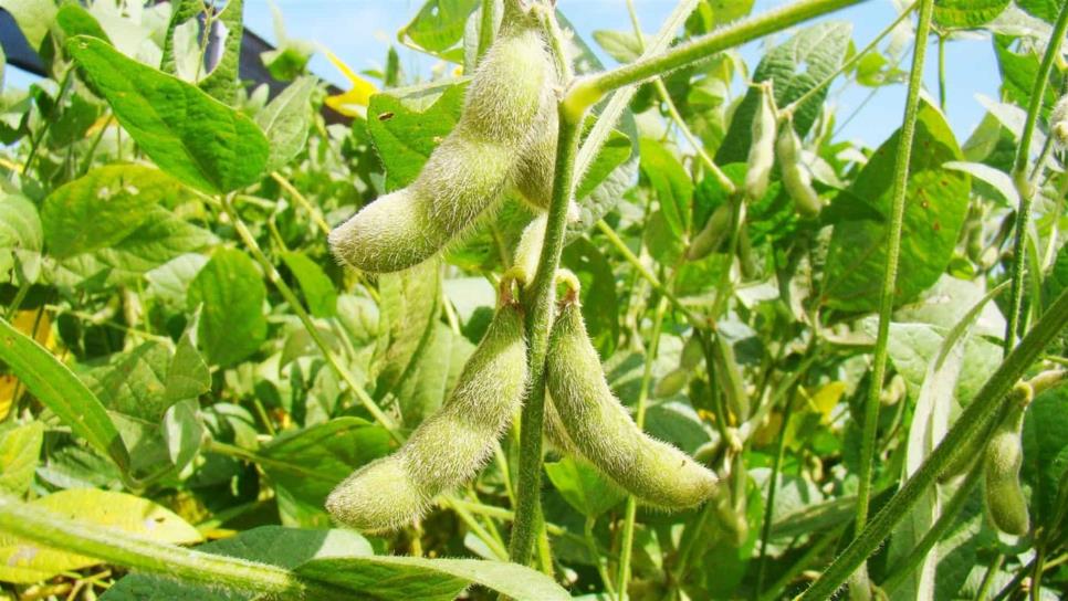 Cultivos de soya podrán rastrearse por mosquita blanca: Sagarpa