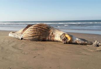 Encuentran a ballena muerta en la Isla del Macapule