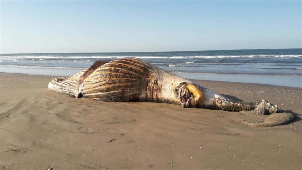 Encuentran a ballena muerta en la Isla del Macapule