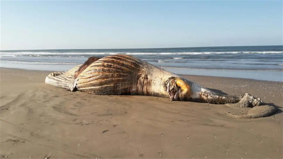 Encuentran a ballena muerta en la Isla del Macapule