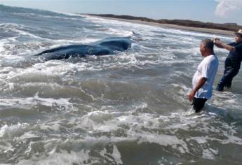 Atienden varamiento de ballena de aleta en playas de Nuevo Altata