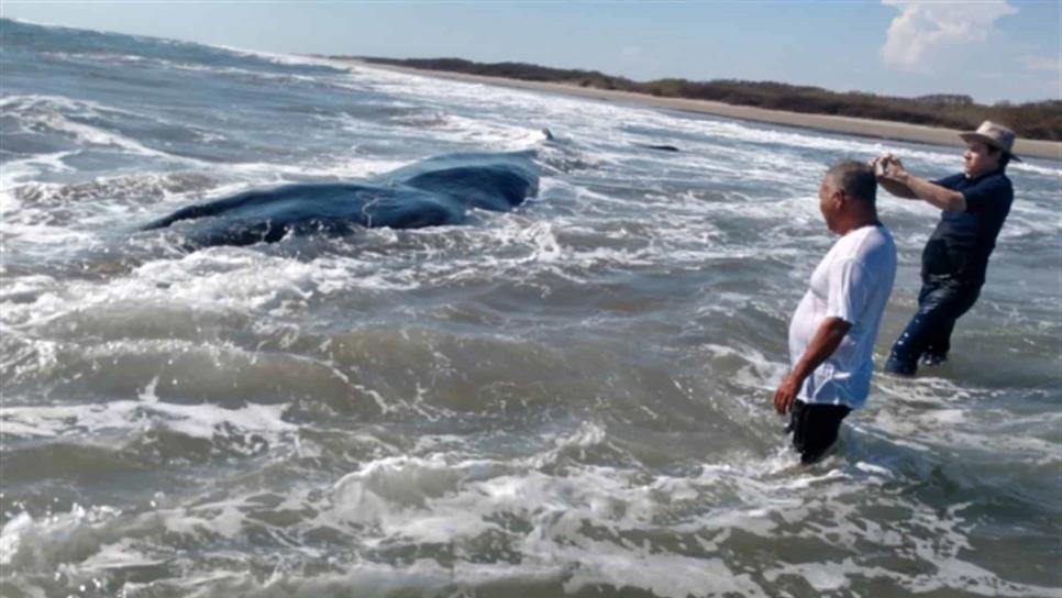 Atienden varamiento de ballena de aleta en playas de Nuevo Altata