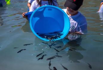Realizan cuarto repoblamiento de totoaba en Baja California Sur