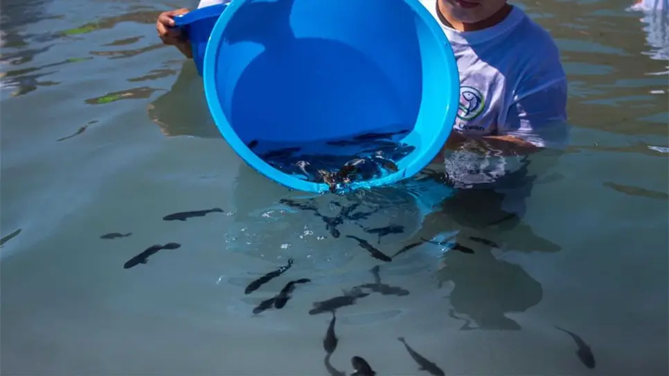 Realizan cuarto repoblamiento de totoaba en Baja California Sur