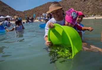 Suman más de 85 mil ejemplares de totoaba liberadas en BCS