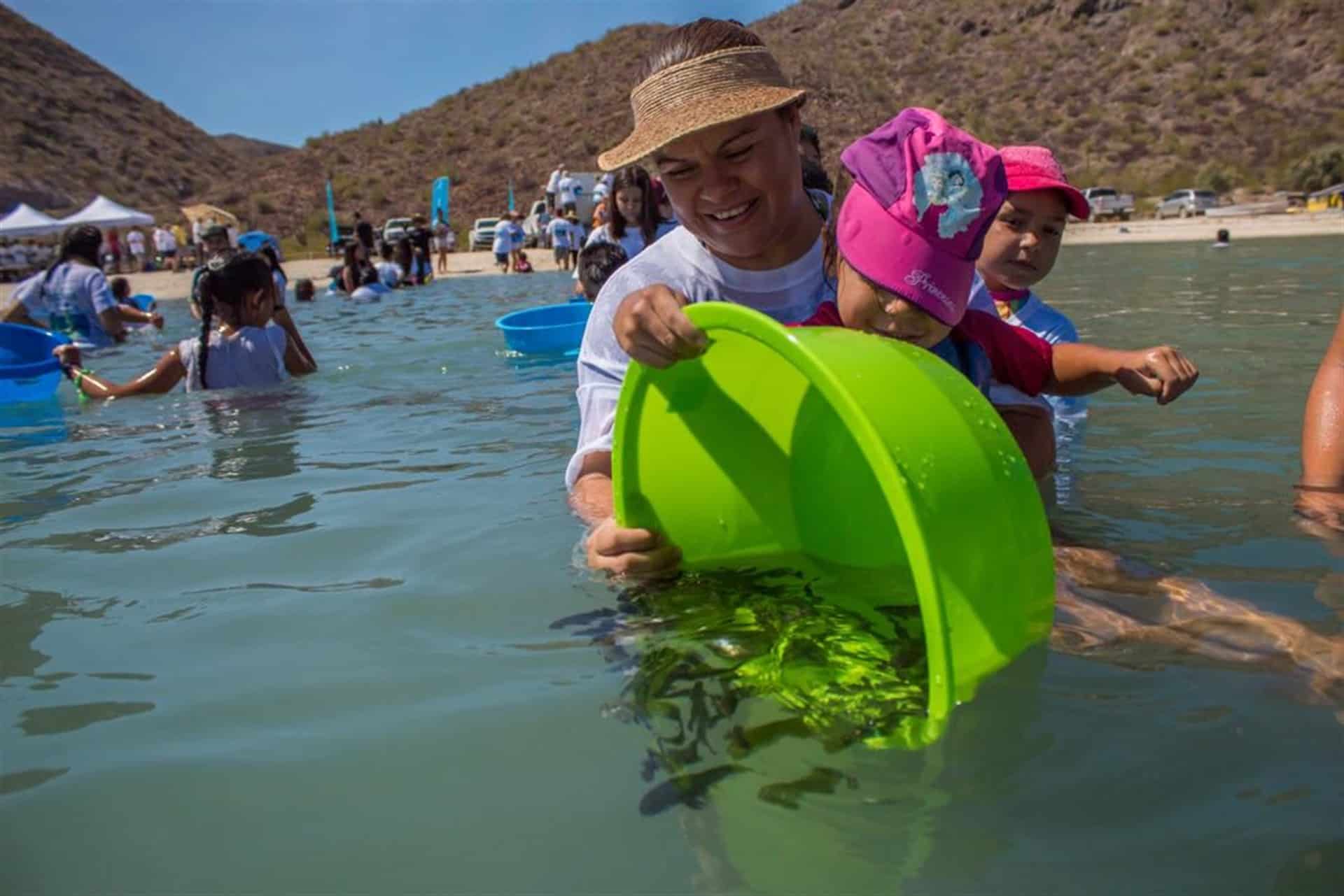 Suman más de 85 mil ejemplares de totoaba liberadas en BCS