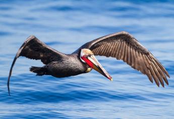 Aumenta presencia de pelícano pardo californiano en Golfo de California