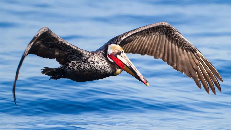 Aumenta presencia de pelícano pardo californiano en Golfo de California