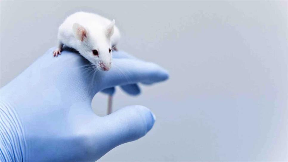 Curan con terapia génica la diabetes tipo 2 y la obesidad en ratones